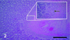 Fig. 2: