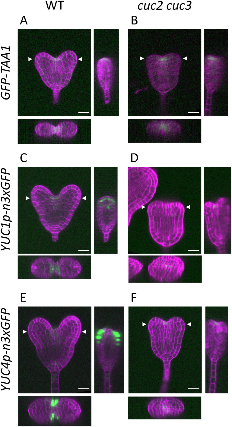 Figure 2. Spatial expression patterns of auxin biosynthetic genes in heart-stage embryos. Confocal images of the embryos carrying the GFP reporters of TAA1 (A and B), YUC1 (C and D), and YUC4 (E and F) in the WT (A, C, F) and cuc2 cuc3 (B, D, F) backgrounds. Images of the reconstructed cross and sagittal sections are shown in the bottom and right panels, respectively. Arrowheads indicate the y-axis position of the cross sections. The sagittal sections were reconstructed from the medial lines of each embryo. The signals of Calcofluor White staining of the cell wall and GFP are represented in magenta and green, respectively. Scale bars: 20 µm.