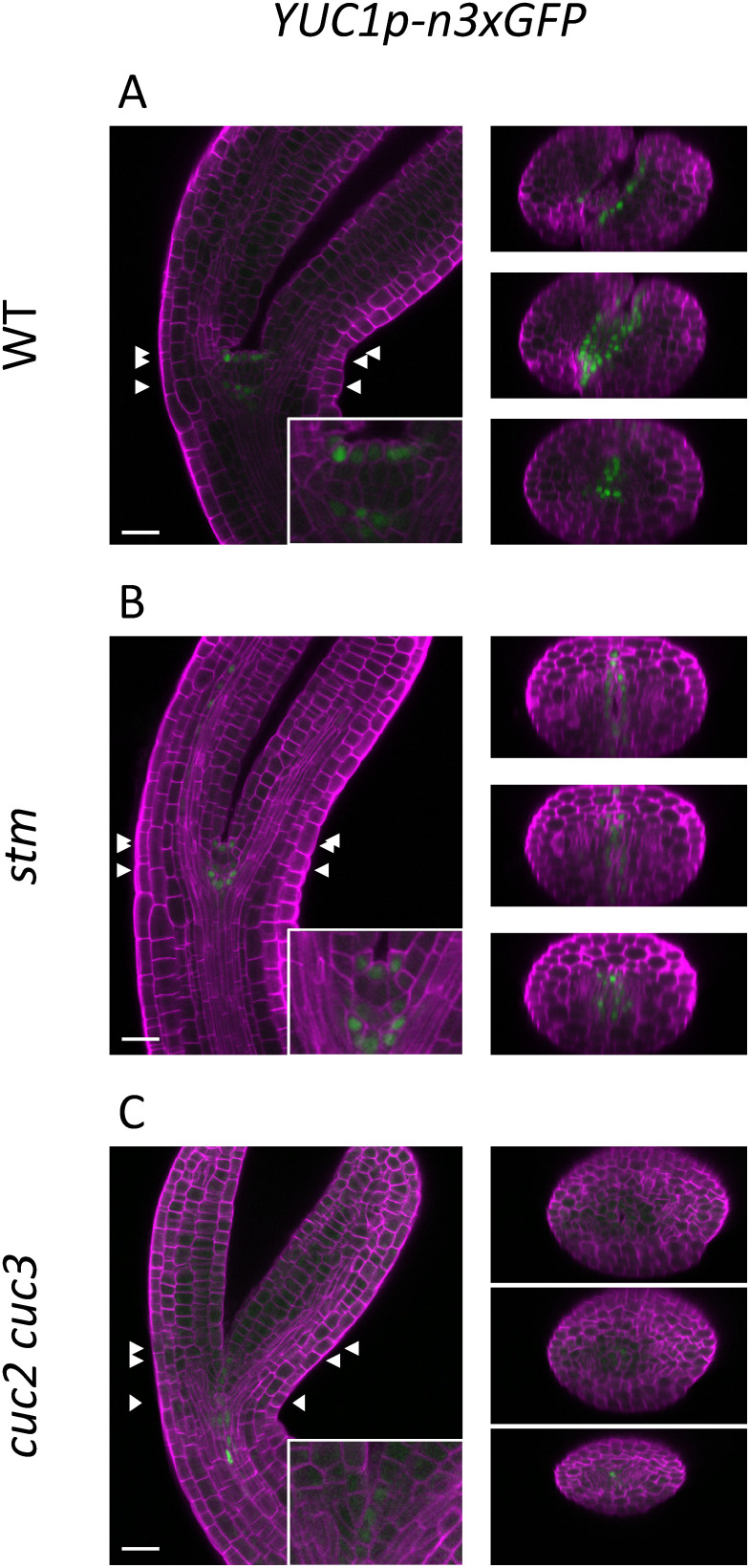 Figure 3. Spatial expression patterns of the auxin biosynthetic gene YUC1 in bending-cotyledon-stage embryos. Confocal images of the embryos carrying the GFP reporter of YUC1 in the WT (A), stm (B), and cuc2 cuc3 (C) backgrounds. The three pairs of arrowheads indicate the y-axis positions of the reconstructed cross sections shown in the right panels. The signals of Calcofluor White staining of the cell wall and GFP are represented in magenta and green, respectively. Scale bars: 20 µm.