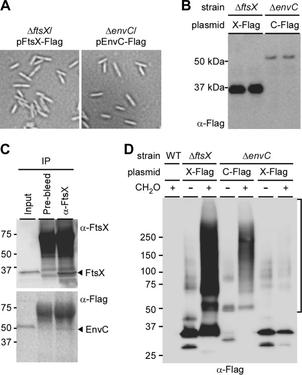 FIG 5 