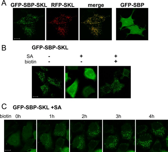 FIGURE 3: