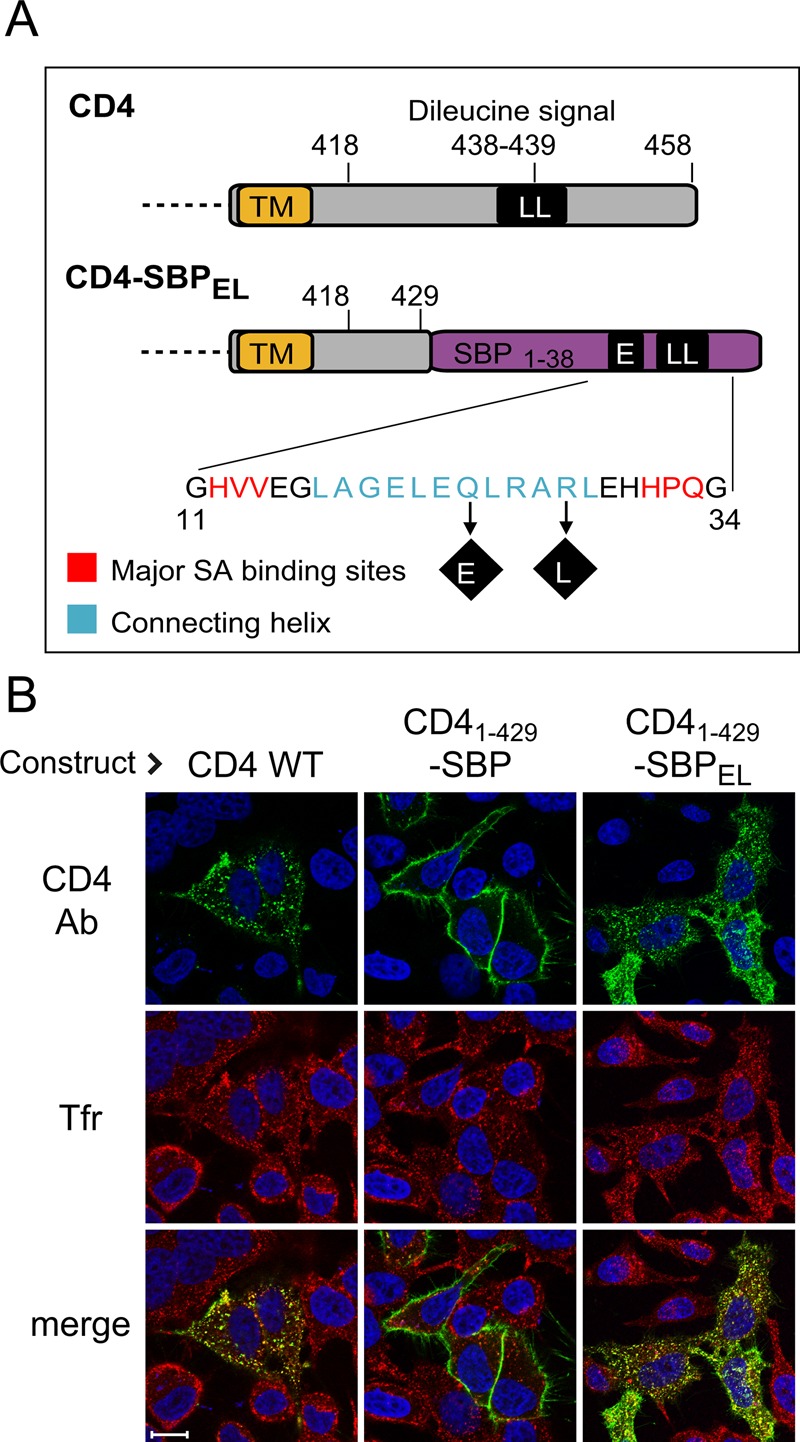 FIGURE 6: