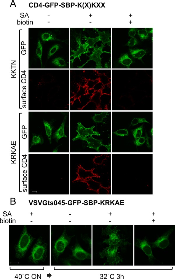 FIGURE 4: