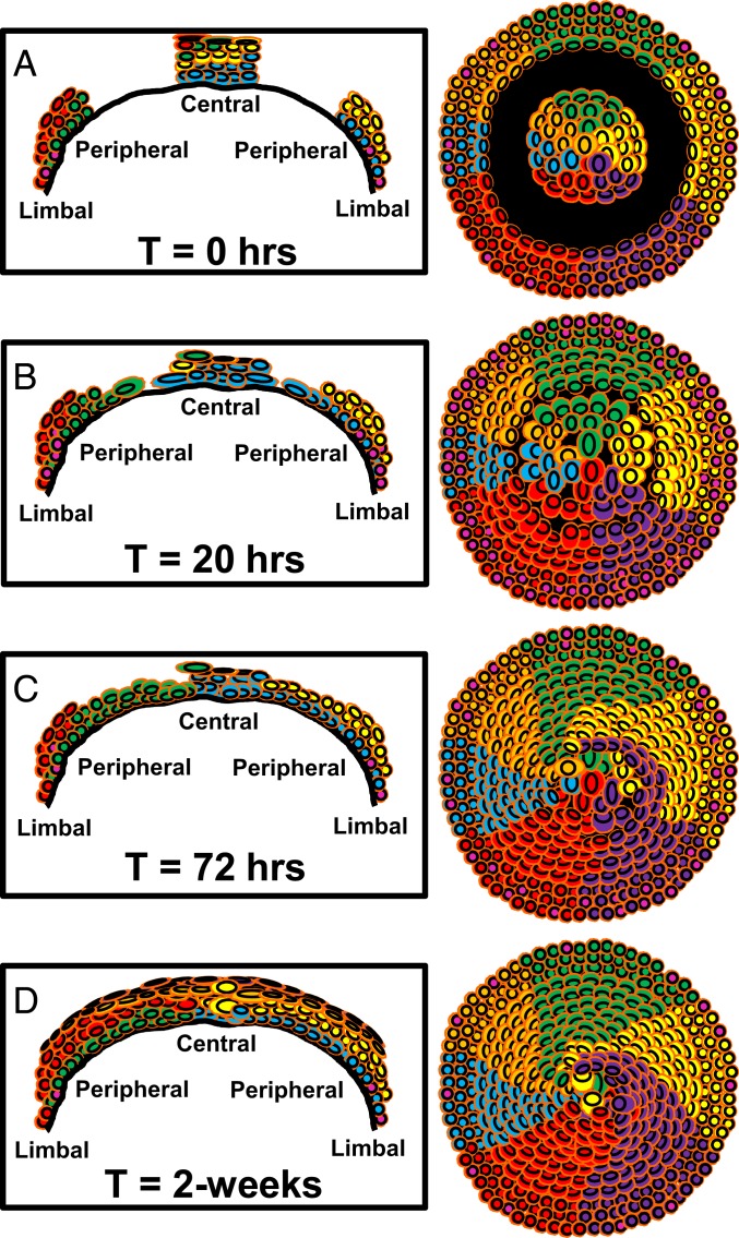 Fig. 7.