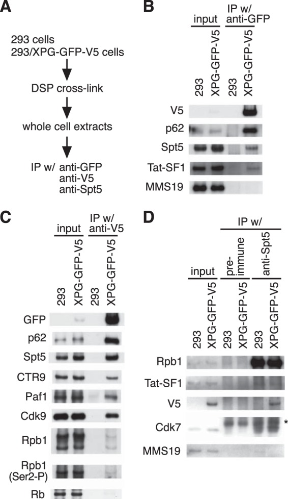 FIG 2