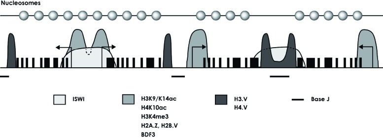 Fig. (1)