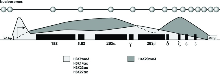 Fig. (2)