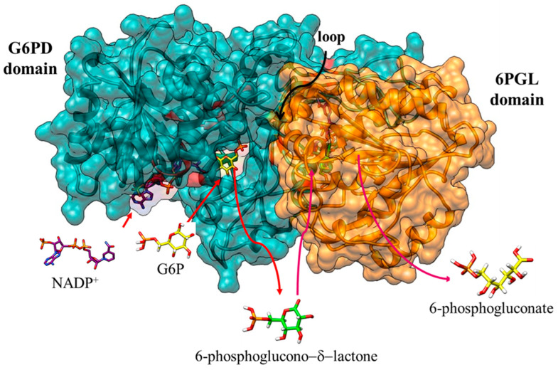 Figure 5