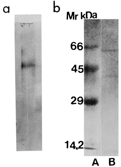 FIG. 6