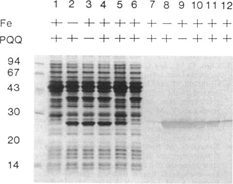 graphic file with name jbacter00098-0069-a.jpg