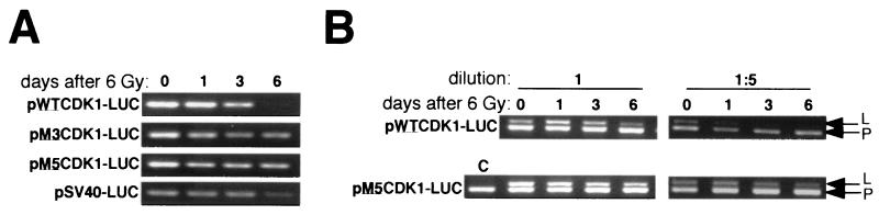 FIG. 6