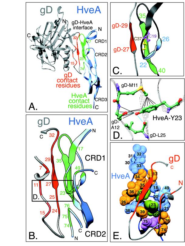 FIG. 2.