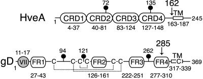 FIG. 1.