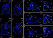 Fig. 9