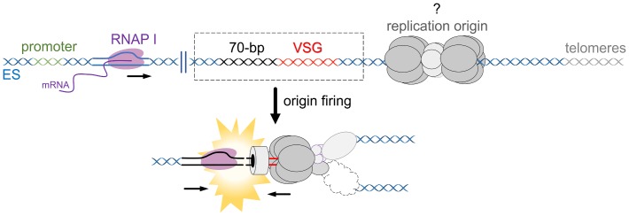 Fig 5