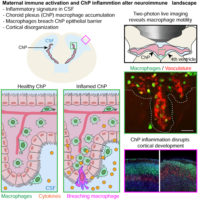 graphic file with name nihms-1632744-f0001.jpg