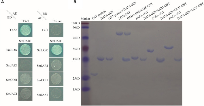 Figure 7