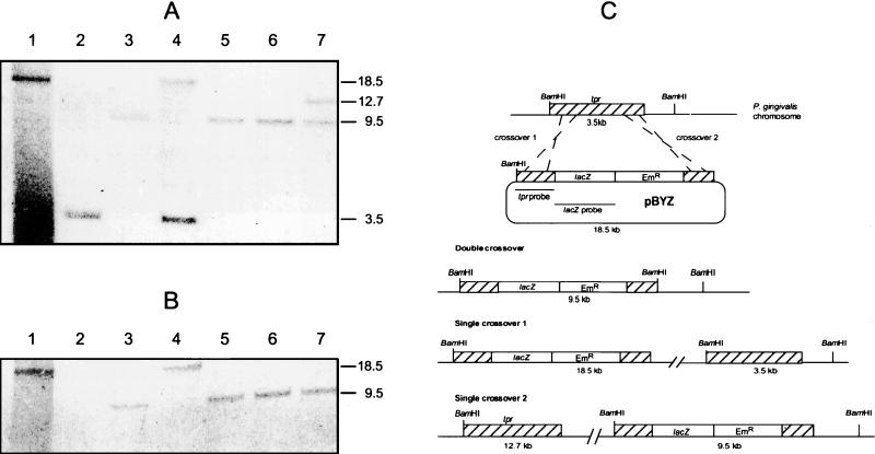 FIG. 5