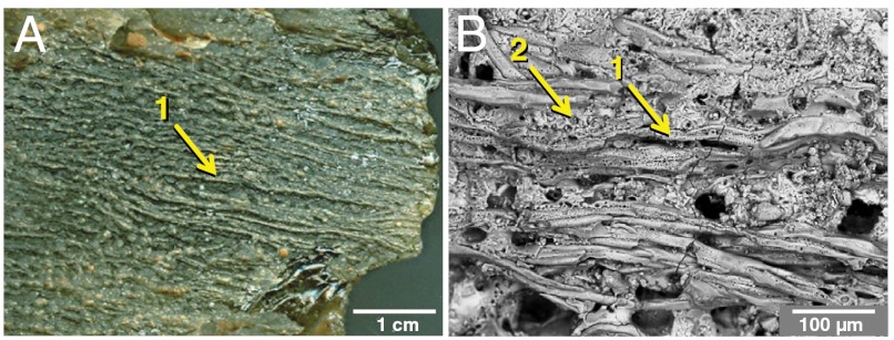 Fig. 12.