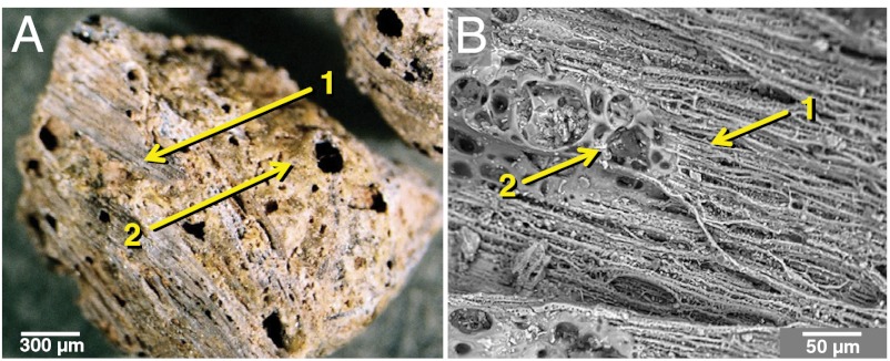 Fig. 11.