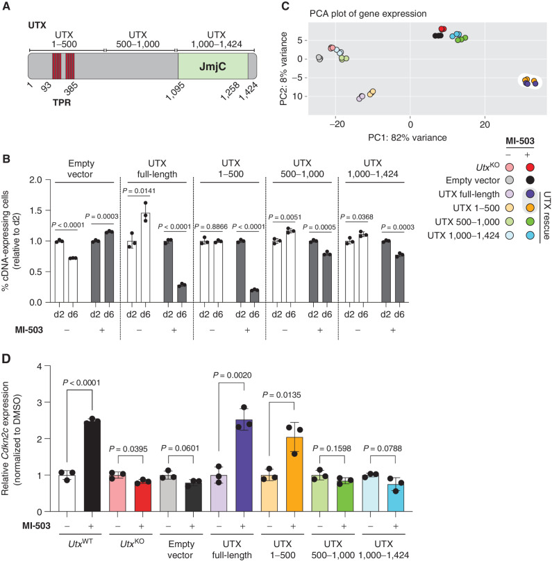 Figure 5. Enzymatic domain of UTX is dispensable for its tumor-suppressive functions in response to Menin-MLL inhibition. A, Schematic of UTX protein. Highlighted are the 8 tetratricopeptide repeats (TPR; 93–385 aa) and the histone demethylase (JmjC) domain (1,095–1,258aa). Three ∼500 amino acid long truncations are also represented. B, Growth competition assay in mouse UtxKO MLL-AF9 leukemia cells expressing different RFP-tagged Utx cDNAs and treated with Menin-MLL inhibitor (MI-503) for 2 or 6 days. The graph shows the relative growth of leukemia cells infected with RFP-tagged Utx cDNAs measured by flow cytometry (mean ± SEM, n = 3 infection replicates, P value calculated by Student t test). C, Principal component analysis (PCA) of gene-expression data from UtxKO MLL-AF9 leukemia cells expressing different RFP-tagged Utx cDNAs and treated with vehicle (DMSO) or Menin-MLL inhibitor (MI-503) for 96 hours. D, Cdkn2c expression (mean normalized read counts) from different Utx truncations in mouse MLL-AF9 leukemia and treated with vehicle (DMSO) or Menin-MLL (MI-503) for 96 hours (mean ± SEM, n = 3 replicates, P value calculated by Student t test).