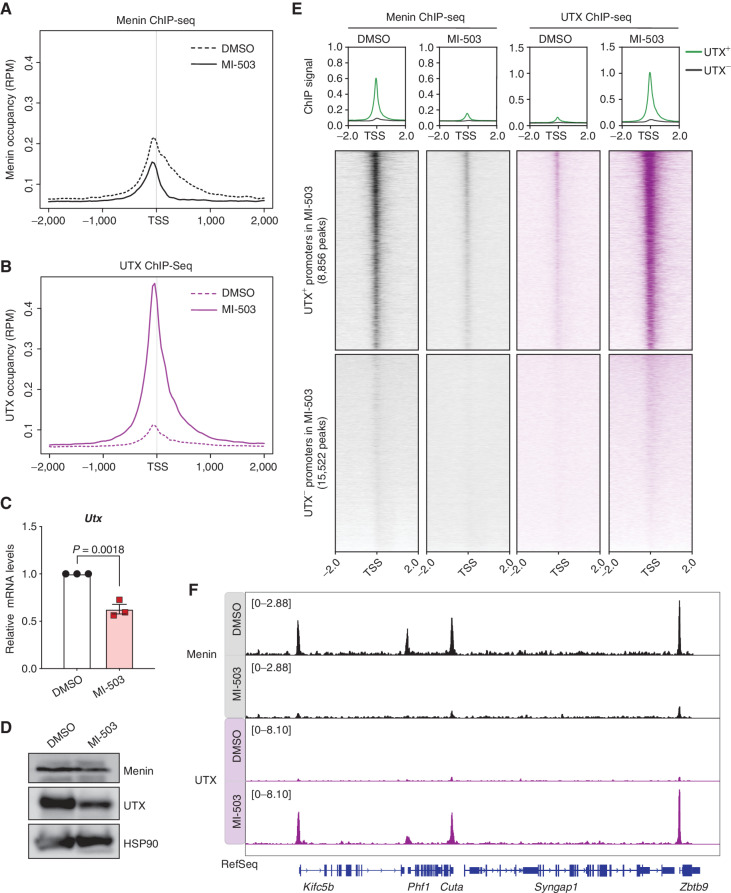 Figure 2. MLL1-Menin complex restricts chromatin occupancy of MLL3/4-UTX at promoters of target genes. A, Metagene analysis showing the average chromatin occupancy of Menin at TSS, and a region 2000 bp downstream and upstream of the TSS. Signals corresponding to cells treated with Menin-MLL inhibitor (MI-503, solid) compared with cells treated with vehicle (DMSO, dotted) for 96 hours are shown. RPM, reads per million. B, Metagene analysis showing the average chromatin occupancy of UTX at TSS, and a region 2,000 bp downstream and upstream of the TSS. Signals corresponding to cells treated with Menin-MLL inhibitor (MI-503, solid) compared with cells treated with vehicle (DMSO, dotted) for 96 hours are shown. RPM, reads per million. C, Relative Utx mRNA levels determined by qPCR in mouse MLL-AF9 leukemia cells treated with Menin-MLL inhibitor (MI-503, red) compared with vehicle (DMSO, black) for 96 hours (mean ± SEM, n = 3 replicates, P value calculated by Student t test). D, Immunoblot analysis of Menin, UTX, and HSP90 proteins (loading control) upon Menin-MLL inhibitor (MI-503) treatment of mouse MLL-AF9 leukemia cells for 96 hours. E, Heat maps displaying Menin (black) and UTX (purple) ChIP-seq signals mapping to a 4-kb window around TSS. Data are shown for DMSO and MI-503–treated cells for 96 hours. Metagene plot shows the average ChIP-seq signal for Menin or UTX at promoters that are UTX+ (green) or UTX− (black) post MI-503 treatment. F, Genome browser representation of ChIP-seq normalized reads for Menin (black) and UTX (purple) in mouse MLL-AF9 leukemia cells treated with either vehicle (DMSO) or Menin-MLL inhibitor (MI-503) for 96 hours.