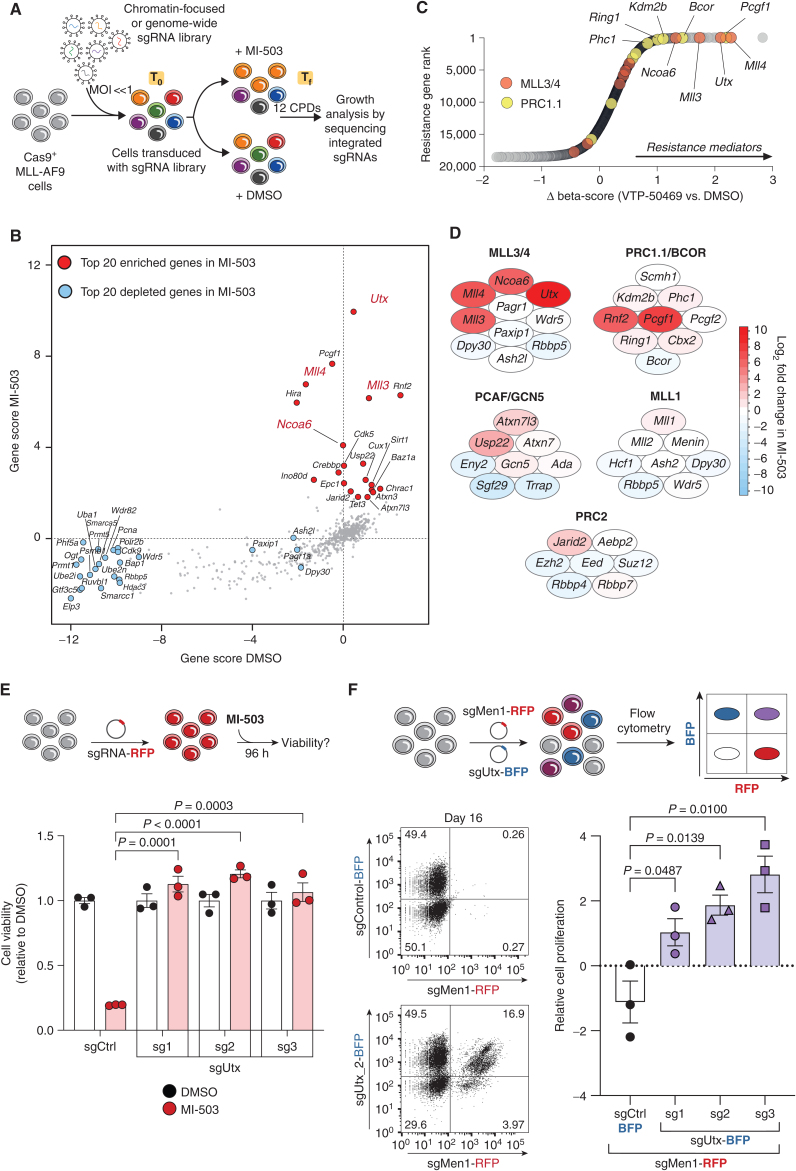 Figure 1. CRISPR screens uncover the functional interplay between the mammalian MLL1 and MLL3/4 chromatin-modifying complexes. A, CRISPR-Cas9–based screening strategy to identify regulators of response to Menin-MLL inhibition. CPD, cell population doublings; sgRNA, single guide RNA; Tf, final time point; T0, initial time point. B, Chromatin-focused CRISPR screening data showing the top 20 most significantly enriched (red) and depleted (blue) genes in the Menin-MLL inhibitor (MI-503) treatment relative to vehicle (DMSO). Gene scores are shown as the mean log2 fold change in abundance of the 6 sgRNAs targeting each gene in each condition. C, Genome-wide CRISPR screening data showing gene-level ranking based on differential enrichment of sgRNAs in the Menin-MLL inhibitor treatment (VTP-50469) relative to vehicle (DMSO). Differential (Δ) beta-score between VTP-50469 and DMSO conditions was calculated using MaGeCK. A positive Δ beta-score denotes enrichment of specific gene-targeting sgRNAs. A negative Δ beta-score denotes depletion of specific gene-targeting sgRNAs. Red circles denote MLL3/4-UTX complex subunits. Yellow circles denote PRC1.1 complex subunits. D, Schematic representation of the top-scoring chromatin regulators in the chromatin-focused MI-503 screen and their corresponding protein complexes. Red denotes enriched subunits. Blue denotes depleted subunits. Color scale represents the log2 fold change in abundance of the 6 sgRNAs targeting each subunit in the Menin-MLL inhibitor (MI-503) treatment relative to vehicle (DMSO). E, Viability assay from cells treated with vehicle (DMSO, black) or Menin-MLL inhibitor (MI-503, red) for 96 hours (mean ± SEM, n = 3 infection replicates, P value calculated by Student t test). sgCtrl, control sgRNA targeting a nongenic region on chromosome 8. F, Relative cell proliferation is shown as the proliferation of double-positive cells (sgMen1-RFP + sgUtx-BFP or sgMen1-RFP + sgCtrl-BFP) relative to single-positive cells (sgMen1-RFP) 16 days after infection measured by flow cytometry (mean ± SEM, n = 3 infection replicates, P value calculated by Student t test). Representative FACS plots are shown for sgControl- and sgUtx-targeted cells.