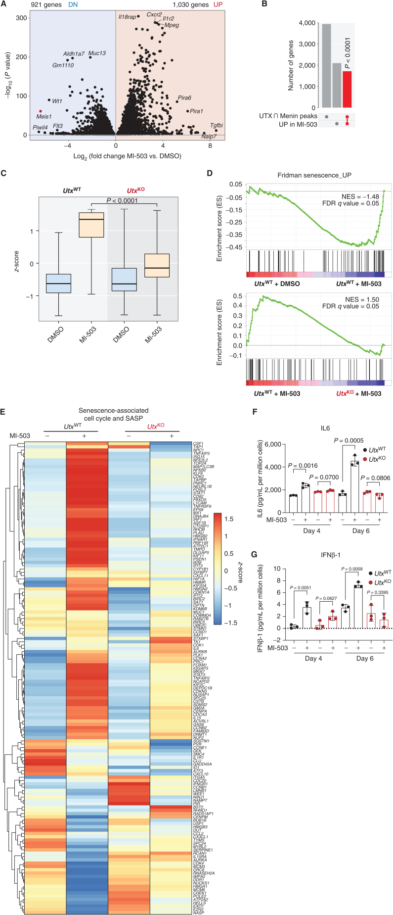 Figure 4. Transcriptional coregulation of tumor-suppressive pathways by the Menin–UTX switch. A, Volcano plot of differentially expressed genes in mouse MLL-AF9 leukemia cells treated with Menin inhibitor (MI-503) or vehicle (DMSO) for 96 hours. Significantly (P < 0.05) downregulated (DN) genes are shown on the left (n = 921 genes). Significantly (P < 0.05) upregulated (UP) genes are shown on the right (n = 1,030). B, Upset plot showing significant overlap (red) between genes that undergo replacement of Menin by UTX at their promoters and MI-503–induced genes. P value for overlap is shown. C, Boxplot showing expression levels of genes that are induced by Menin-MLL inhibitor (MI-503) treatment and are bound by UTX at their promoters in this condition and by Menin at steady state. Expression levels are shown for UtxWT and UtxKO leukemia cells. The midline in boxplots represents median. P value for MI-503 comparison is shown. D, GSEA showing that Menin–UTX targets induced by Menin-MLL inhibitor (MI-503) are significantly enriched for genes regulating cellular senescence. FDR, false discovery rate; NES, normalized enrichment score. E, Heat map showing relative gene-expression levels of senescence-associated cell-cycle and SASP genes in mouse UtxWT and UtxKO MLL-AF9 leukemia cells treated with Menin-MLL inhibitor (MI-503) or vehicle (DMSO) for 96 hours. F and G, Secreted levels of IL6 and IFNβ-1 in conditioned media derived from mouse UtxWT (black) and UtxKO (red) MLL-AF9 leukemia cells treated with Menin-MLL inhibitor (MI-503) or vehicle (DMSO) for 4 or 6 days. Data are quantified as pg/mL of secreted cytokine per million cells. Data are quantified as pg/mL of secreted cytokine per million cells (mean ± SEM, n = 3 replicates, P value calculated by Student t test).