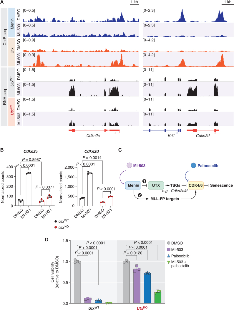 Figure 6. Combinatorial targeting of Menin and CDK4/6 overcomes resistance associated with MLL3/4 dysfunction. A, Genome browser representation of ChIP-seq (top) and RNA-seq (bottom) normalized reads (average RPKM) for Cdkn2c and Cdkn2d loci from mouse UtxWT or UtxKO MLL-AF9 leukemia cells treated with vehicle (DMSO) or Menin-MLL inhibitor (MI-503) for 96 hours. B, Cdkn2c and Cdkn2d expression (mean normalized read counts) from mouse UtxWT (black) and UtxKO (red) MLL-AF9 leukemia cells treated with vehicle (DMSO) or Menin-MLL inhibitor (MI-503) for 96 hours (mean ± SEM, n = 3 replicates, P value calculated by Student t test). C, Proposed model and rationale for combination therapies based on Menin-MLL and CDK4/6 inhibitors. Our data support a model whereby (1) Menin restricts UTX-mediated transcriptional activation of tumor suppressor genes, including Cdkn2c and Cdkn2d, which are natural inhibitors of the CDK4 and CDK6 kinases, which in turn inhibit cell-cycle arrest and senescence. Our model predicts that CDK4/6 inhibition using palbociclib should boost the anticancer activity of Menin-MLL inhibitors, which we show induces an MLL3/4-UTX tumor-suppressive axis, by more potently inhibiting these downstream kinases. On the other hand, Menin is known to be required for the activation of MLL-FP targets like Meis1 and Cdk6 itself to sustain leukemia (2). Our model predicts that combination therapies based on Menin-MLL and CDK4/6 inhibitors should act synergistically to suppress leukemia proliferation by potently engaging two parallel pathways that converge on regulation of cell-cycle progression. D, Relative viability of UtxWT and UtxKO MLL-AF9 leukemia cells treated with either vehicle (DMSO), Menin-MLL inhibitor (MI-503), CDK4/6 inhibitor (palbociclib), or a combination of both inhibitors for 6 days (mean ± SEM, n = 3 replicates, P value calculated by Student t test).