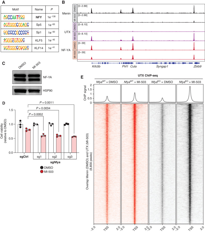 Figure 3. NF-YA contributes to genomic specificity of the Menin-UTX molecular switch on chromatin. A, HOMER de novo motif analysis of overlapping ChIP-seq peaks between Menin (in DMSO) and UTX (in MI-503) in mouse MLL-AF9 leukemia cells. B, Genome browser representation of ChIP-seq–normalized reads (average RPKM) for representative loci bound by Menin (black), UTX (purple), and NF-YA (red) in cells treated with vehicle (DMSO) or Menin-MLL inhibitor (MI-503) for 96 hours. C, Immunoblot analysis of NF-YA and HSP90 proteins (loading control) upon Menin-MLL inhibitor (MI-503) treatment of mouse MLL-AF9 leukemia cells for 96 hours. D, Viability assay from cells treated with vehicle (DMSO, black) or Menin-MLL inhibitor (MI-503, red) for 96 hours (mean ± SEM, n = 3 infection replicates, P value calculated by Student t test). sgCtrl, control sgRNA targeting a nongenic region on chromosome 8. E, Heat maps displaying UTX ChIP-seq signal mapping to a 4-kb window around TSS in NfyaWT (red) or NfyaKO (black) mouse MLL-AF9 leukemia cells treated with vehicle (DMSO) or Menin-MLL inhibitor (MI-503) for 96 hours. Metaplot represents the average UTX ChIP-seq signal at promoters.