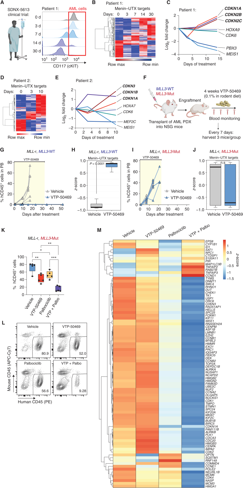 Figure 7. In vivo response to Menin-MLL inhibition is accompanied by induction of MLL3/4-UTX-dependent tumor-suppressive programs. A, Longitudinal flow cytometry analysis showing the fraction of CD45lo, cKIT+ leukemia cells in the peripheral blood of an NPM1c-mutant patient (patient 1) during cycle 1 of Menin-MLL inhibitor (SDNX-5613) treatment as part of the AUGMENT-101 clinical trial (NCT04065399). B, Temporal gene-expression changes for Menin-UTX targets in FACS-sorted leukemia blast cells isolated from patient 1 as part of the AUGMENT-101 clinical trial (NCT04065399). Heat map shows all Menin-UTX targets that are differentially expressed at day 14 vs. day 0 of treatment cycle 1. C, Temporal expression levels of genes involved in cell-cycle arrest and senescence (CDKN1A, CDKN2B, and CDKN2C) and Menin-UTX targets (HOXA9, CDK6, PBX3, and MEIS1) in leukemia blasts cells isolated from patient 1 treated with SDNX-5613. D, Temporal gene-expression changes for Menin-UTX targets in FACS-sorted leukemia blasts cells isolated from patient 2 treated with SDNX-5613 as part of the AUGMENT-101 clinical trial (NCT04065399). Heat map shows all Menin-UTX targets that are differentially expressed at day 10 vs. day 0 of treatment cycle 1. E, Temporal expression levels of genes involved in cell-cycle arrest and senescence (CDKN1A, CDKN1B, and CDKN3) and MLL-FP targets (HOXA7, CDK6, MEF2C, and MEIS1) in leukemia blast cells isolated from patient 2 treated with SDNX-5613. F, Schematic of in vivo treatment experiments using genetically defined acute myeloid leukemia (AML) PDXs. NSG mice were transplanted with either MLL3-WT or MLL3-mutant AML PDXs and, upon disease engraftment, were randomized into Menin-MLL inhibitor (VTP-50469) or normal chow for a duration of four weeks. Disease progression was monitored weekly by bleeding, and AML cells were sorted at 7 days after initiation of treatment using magnetic mouse cell depletion from the bone marrow of animals to perform RNA-seq. G, Disease progression as measured by the percentage of human CD45+ cells in the peripheral blood (PB) of mice harboring MLL3-WT leukemia treated with vehicle (gray) or Menin-MLL inhibitor (VTP-50469, blue). H, Boxplot denoting gene-expression changes of Menin-UTX targets in AML cells isolated from mice harboring MLL3-WT leukemia treated with vehicle (gray) or Menin-MLL inhibitor (VTP-50469, blue). I, Disease progression as measured by the percentage of human CD45+ cells in the PB of mice harboring MLL3-mutant leukemia treated with vehicle (gray) or Menin-MLL inhibitor (VTP-50469, blue). J, Boxplot denoting gene-expression changes of Menin-UTX targets in AML cells isolated from mice harboring MLL3-mutant leukemia treated with vehicle (gray) or Menin-MLL inhibitor (VTP-50469, blue). K, Leukemia burden in the bone marrow of recipient mice transplanted with the MLL3-mutant AML PDX and treated with Menin-MLL inhibitor (VTP-50469), CDK4/6 inhibitor (palbociclib), or the combination of these two inhibitors (measured by % of human CD45+ cells). VTP-50469 was administered via drug-supplemented rodent chow (0.1%) for 10 days, palbociclib was given once daily via intraperitoneal injections (35 mg/kg) for 7 days. L, Representative FACS plots showing the abundance of human leukemia cells in recipient mice from each treatment group. M, Heat map denoting changes in cell-cycle–associated gene-expression signatures in FACS-sorted human leukemia cells isolated from recipient mice transplanted with the MLL3-mutant PDX and treated with VTP-50469, palbociclib, or the combination of these two inhibitors.