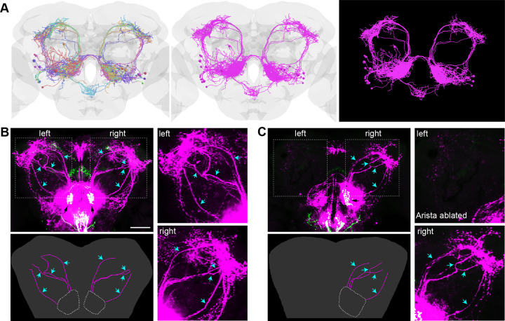 Fig 3