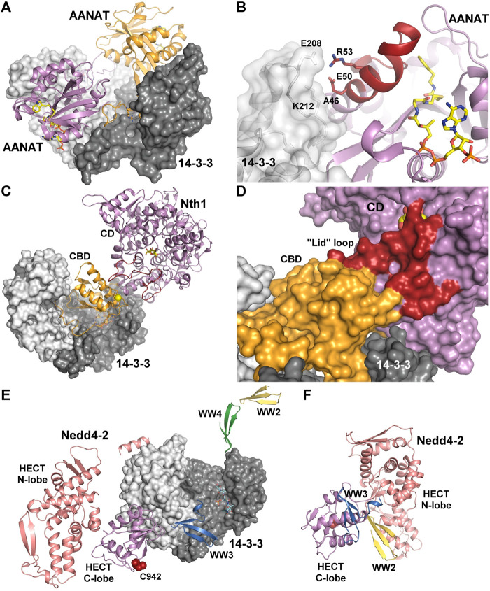 FIGURE 3