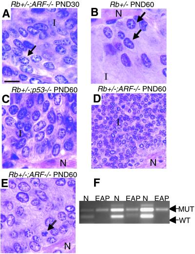 Fig 3.