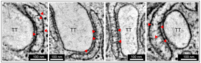 Fig. 5