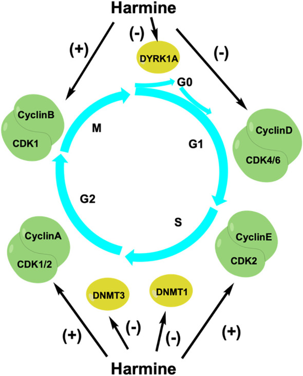 Figure 3
