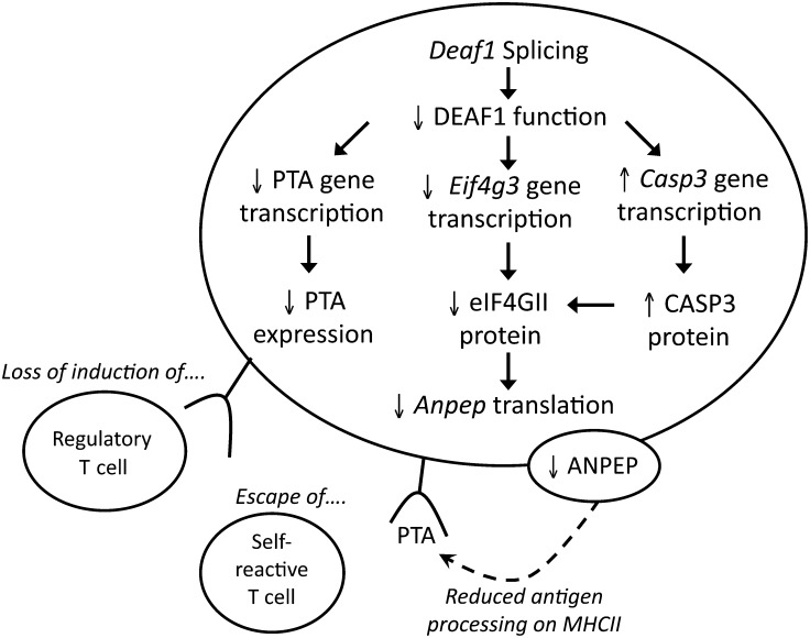 Figure 7