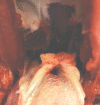 Fig 2.