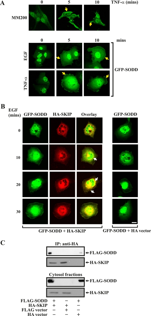 FIGURE 2.