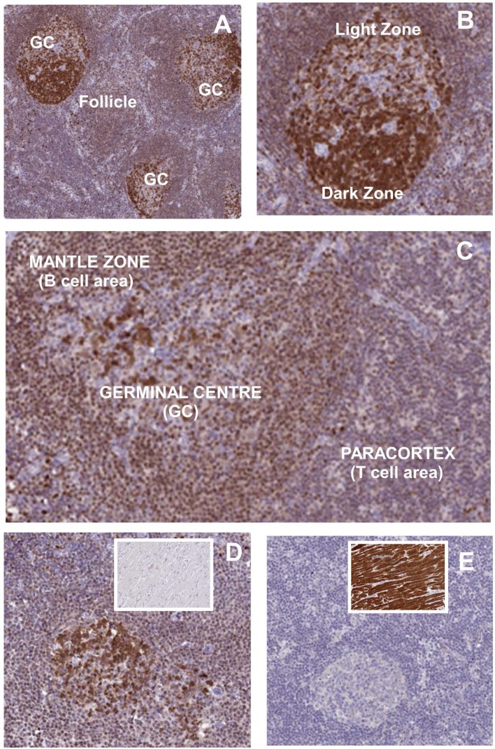 Fig. 4