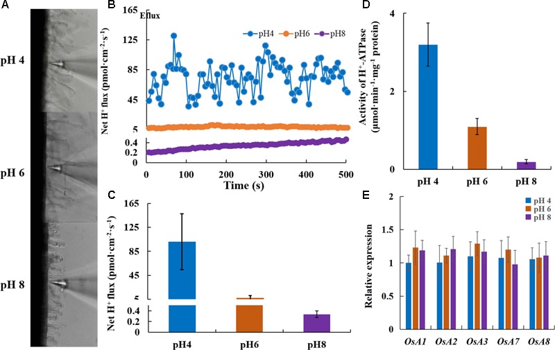 Ethylene Mediates Alkaline-induced Rice Growth Inhibition By Negatively 