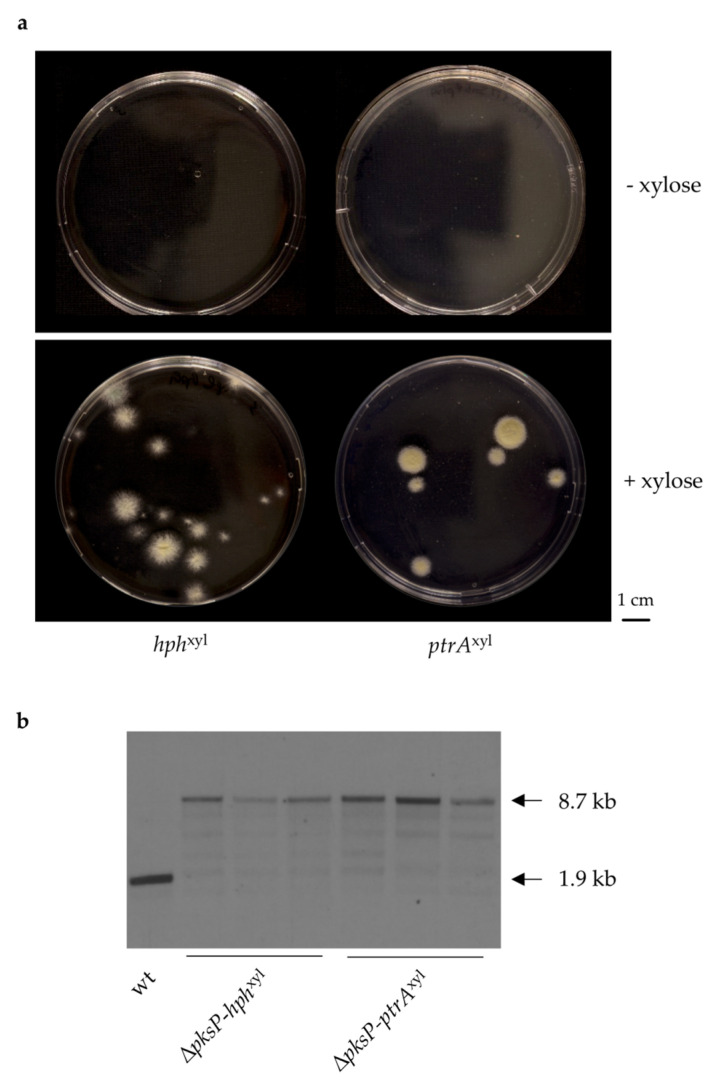 Figure 6