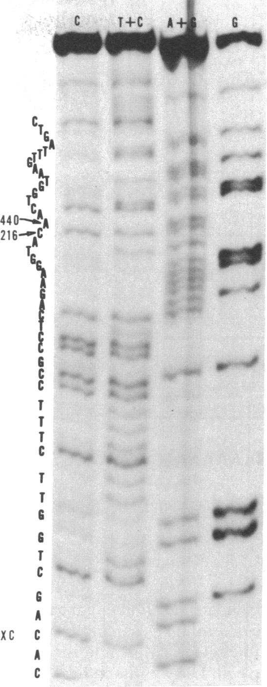 graphic file with name pnas00006-0079-a.jpg