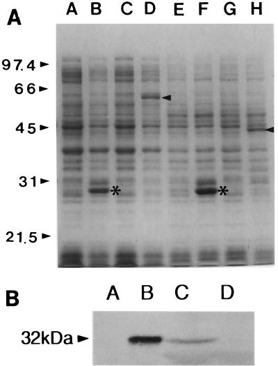 FIG. 6