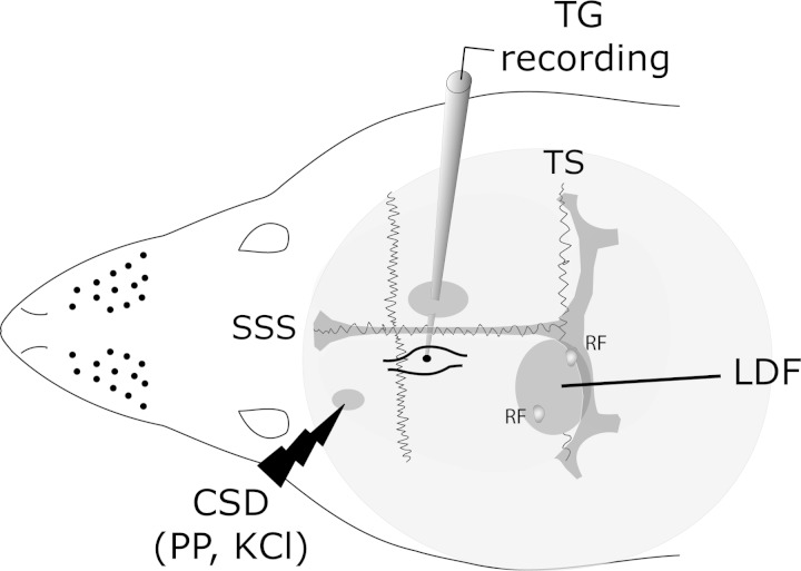 Fig. 1.