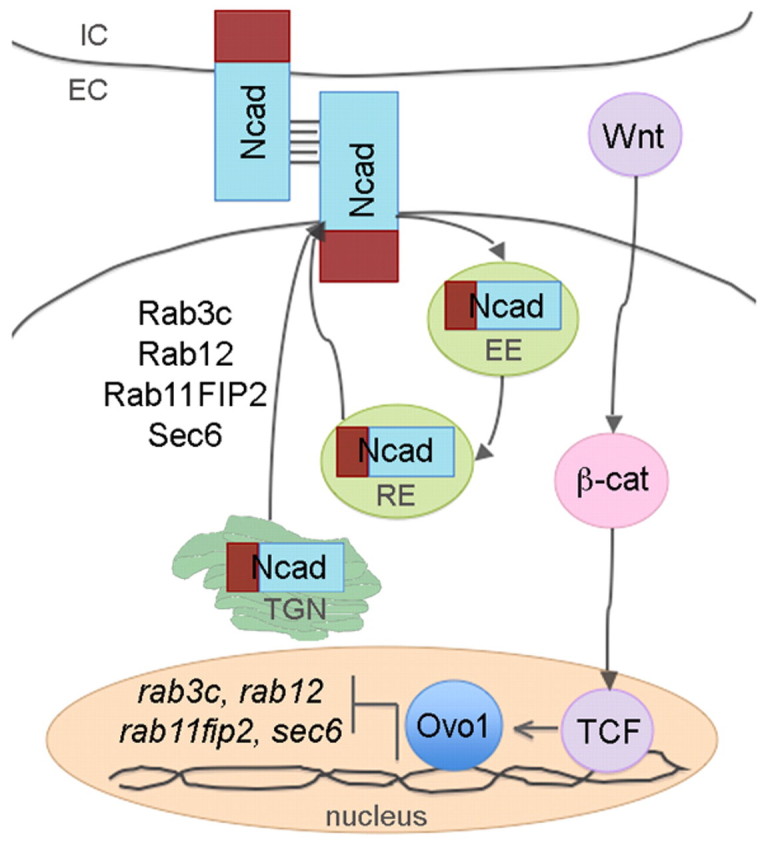 Fig. 9.