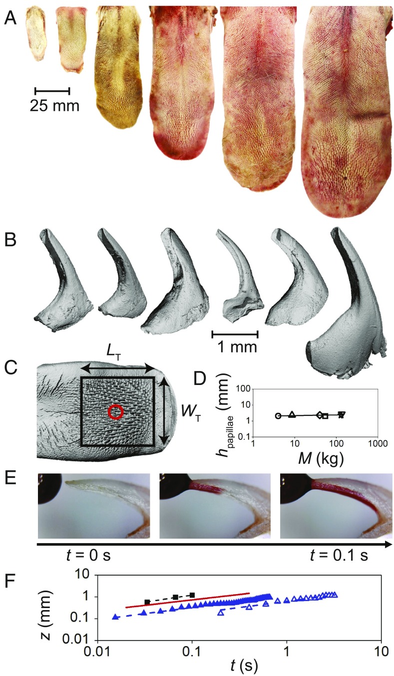 Fig. 2.