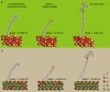 Adsorption configurations and adsorption energies of CTAB, SDS and SE on (a) SiO2 and (b) CaCO3 surfaces using DFT methodology.