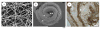 Fig. 12
