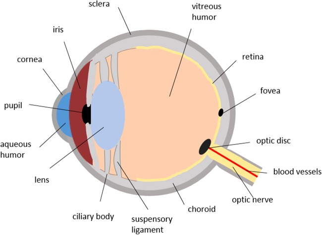 FIG. 1.